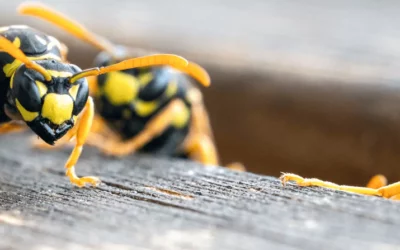 Désinsectisation de guêpes à Poitiers : repérer un nid de guêpes