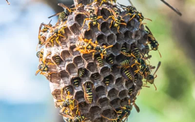 Désinsectisation par pulvérisation à Chauvigny : Avantages de cette technique rapide pour éliminer les insectes rampants dans les jardins et terrasses