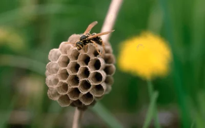 Désinsectisation de nuisibles volants à Châtellerault : utilisation de nébulisation pour combattre frelons et moustiques