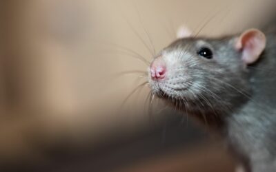Dératisation de souris à Civray : vos experts locaux